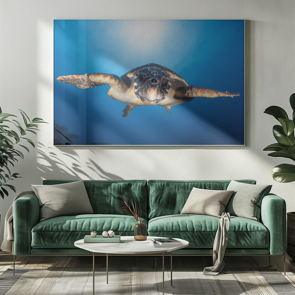 Face to Face with a Hawksbill sea turtle Poster