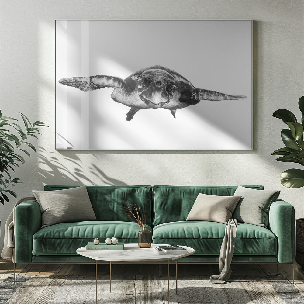 White and turtle Poster