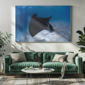 Dancing Manta Poster