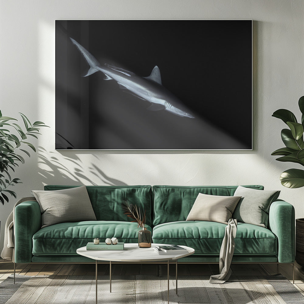 Gray reef shark Poster