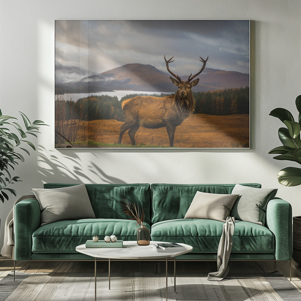 Scottish Stag Poster