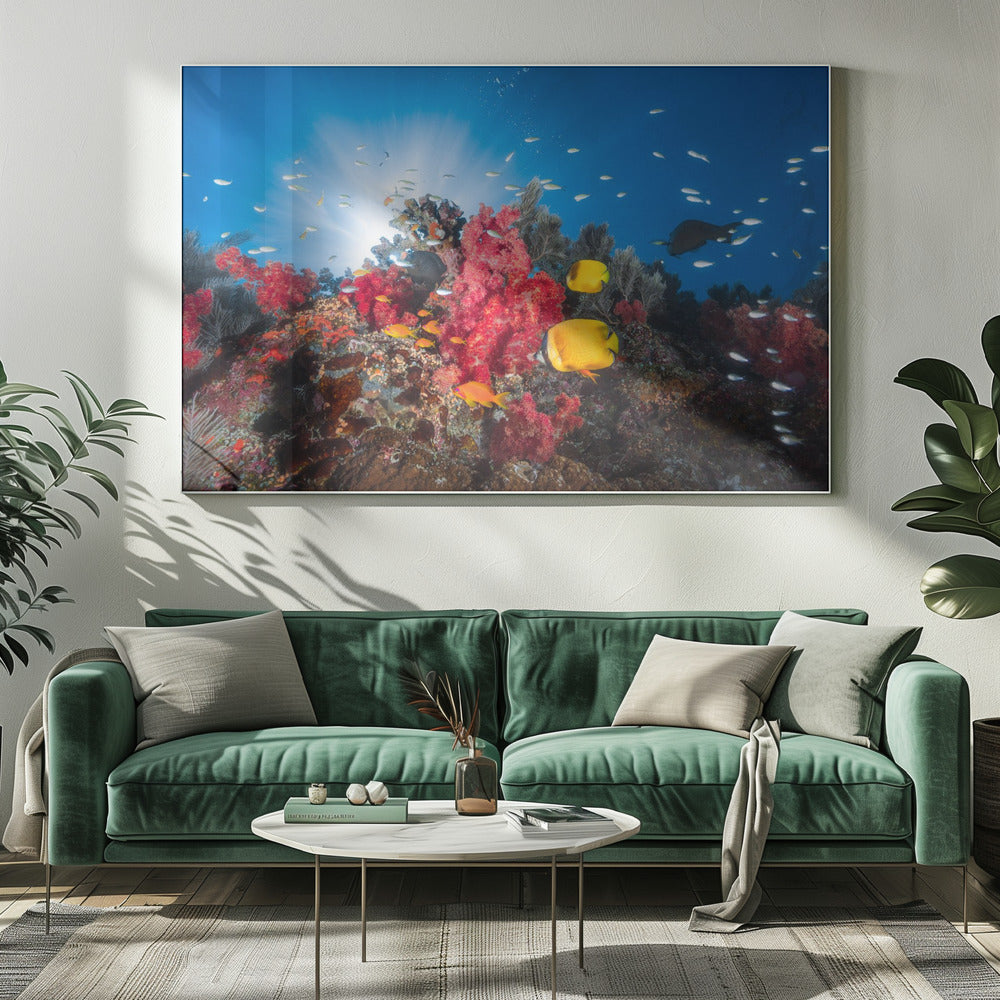 Reef life Poster