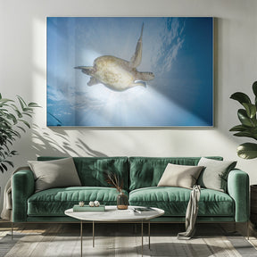 Sea Turtle - Green turtle Poster