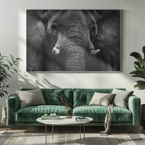 Elephant Poster