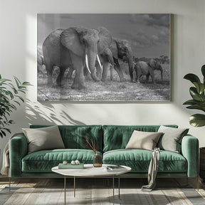 Elephants family Poster