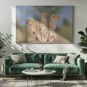 Cheetah Malaika and Her Two Boys Poster