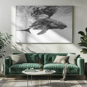 Humpback whale calf Poster