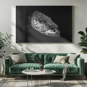 Potato grouper : Black  &amp; White Poster