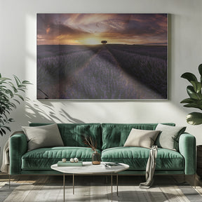 Lavender sunset Poster