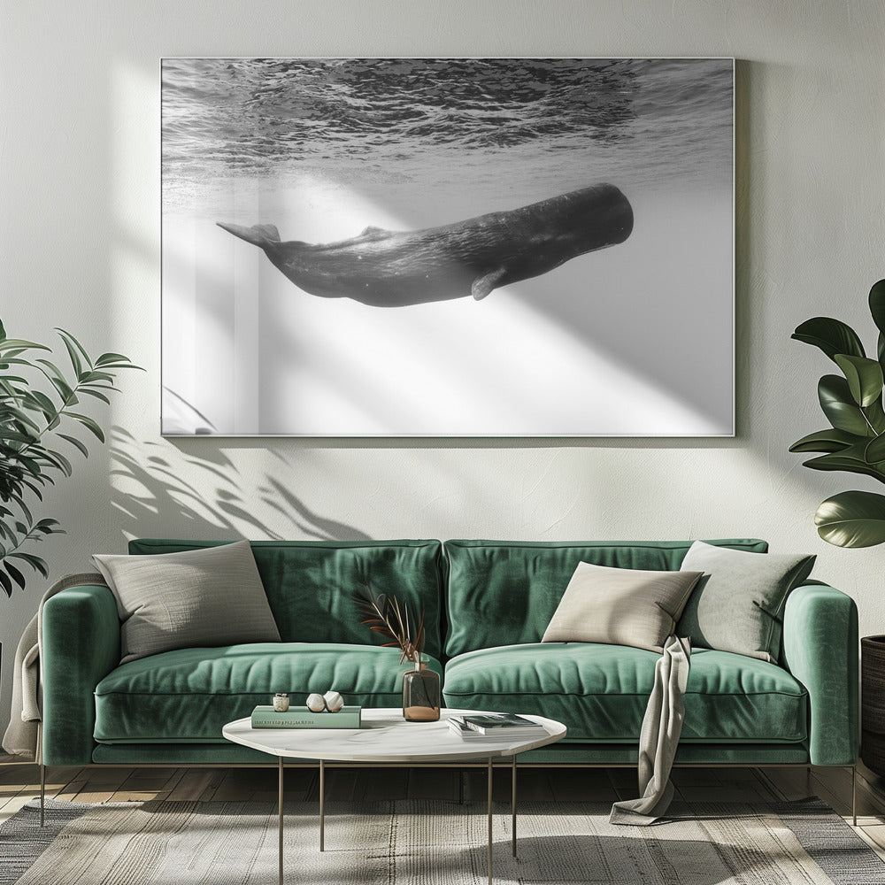 Sperm whale Poster