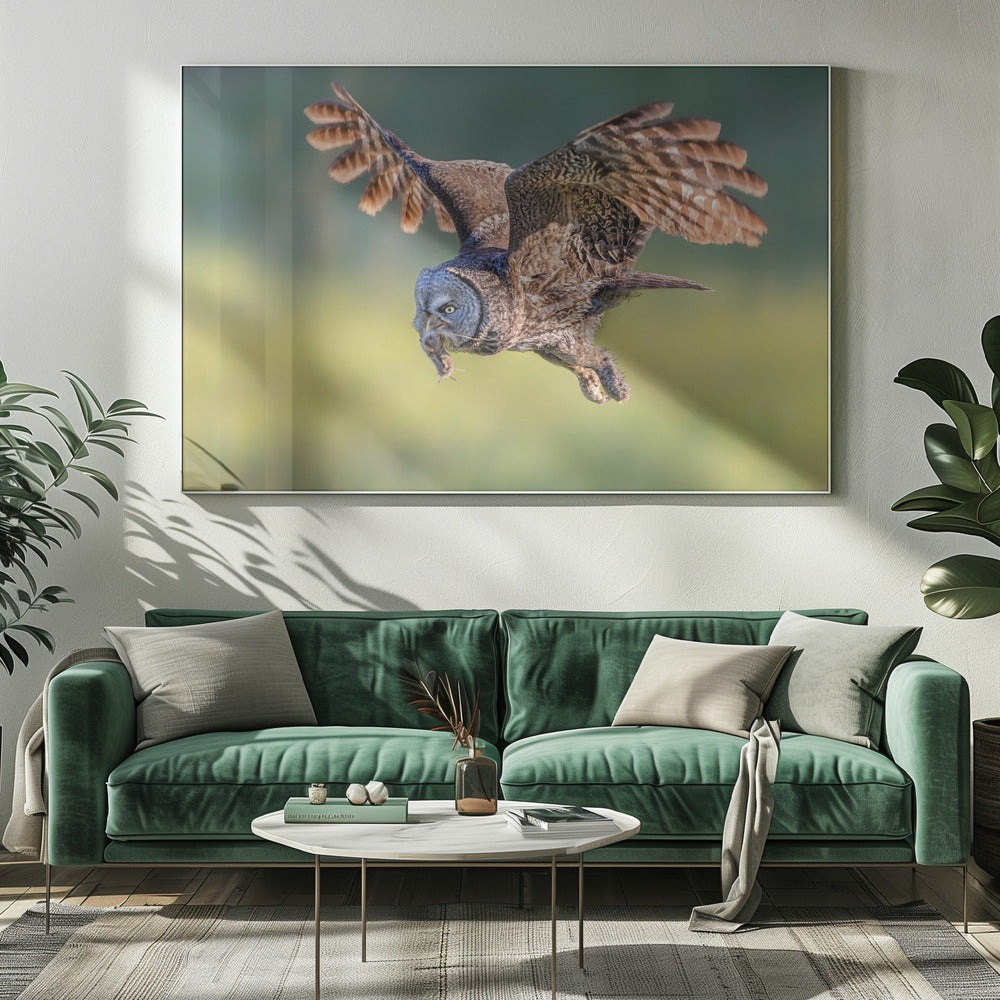 Great Grey Owl Poster