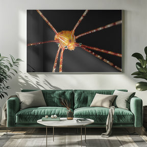 Spider squat lobster Poster