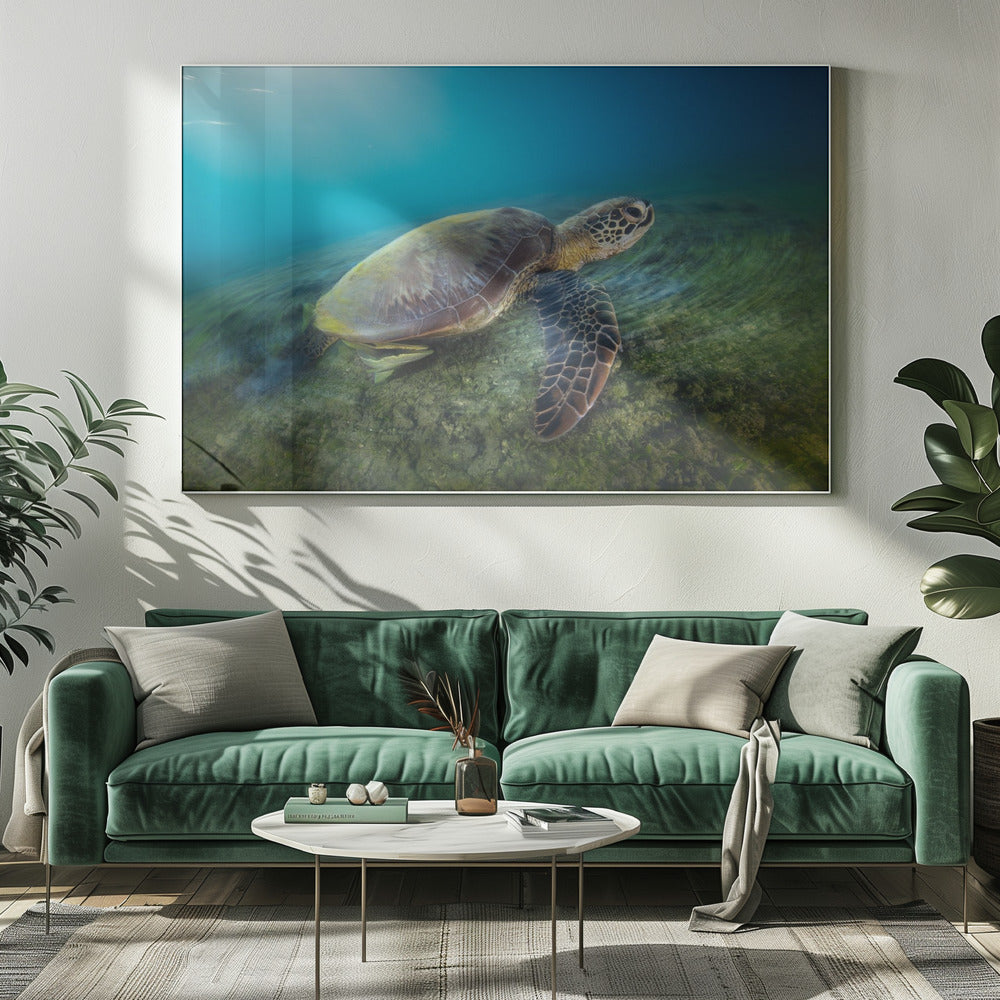 Green turtle Poster