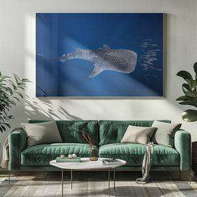 Whale shark and Tuna shoal Poster