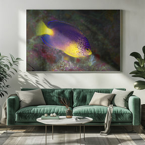 Blue Mauritius angelfish Poster