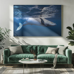 On the surface of the water: a humpback whale Poster