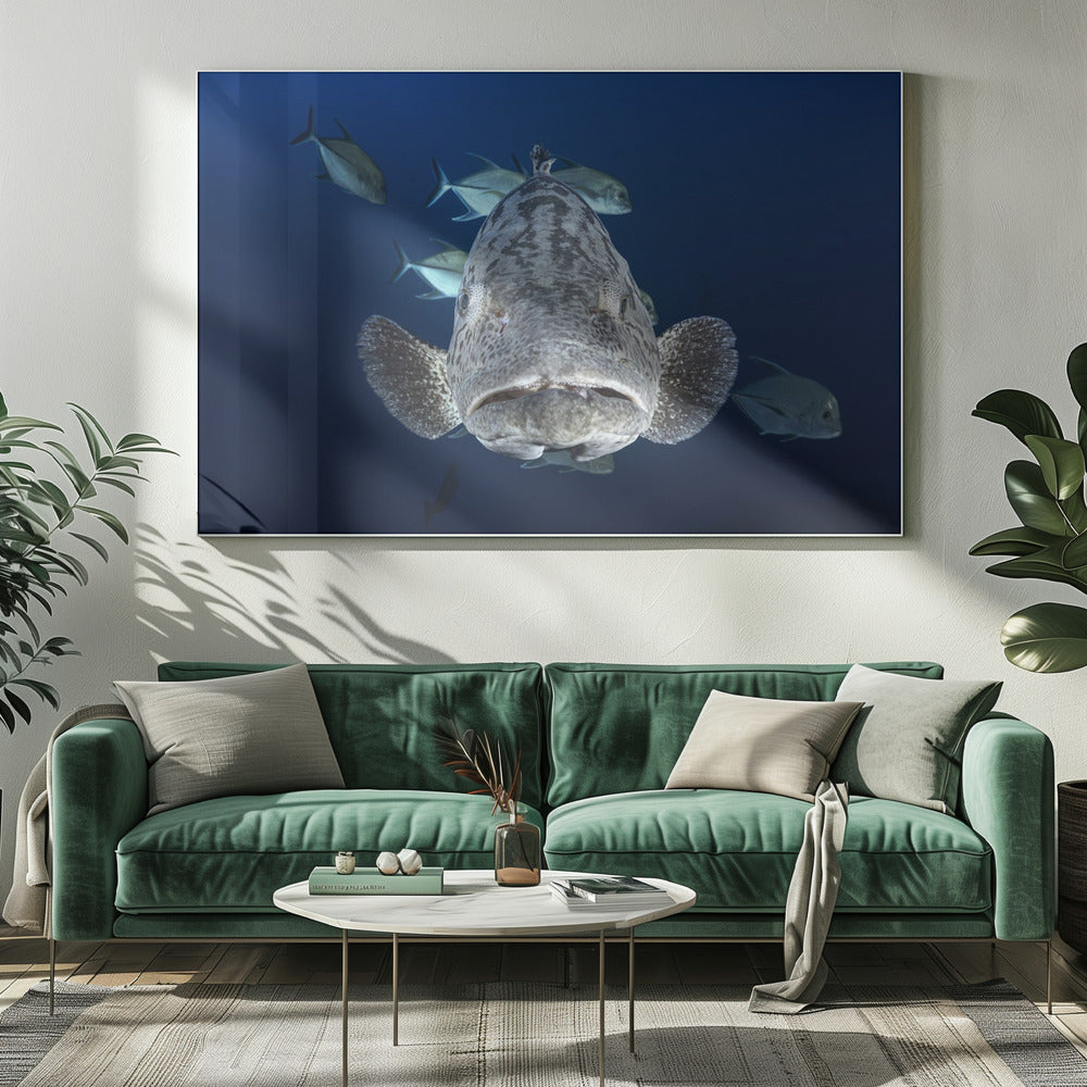 Face to face with a potato grouper Poster