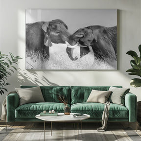 Elephant Fighting Poster