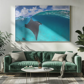 A reef manta ray in Mayotte Poster