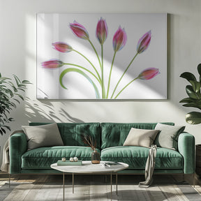 Tulipa Poster