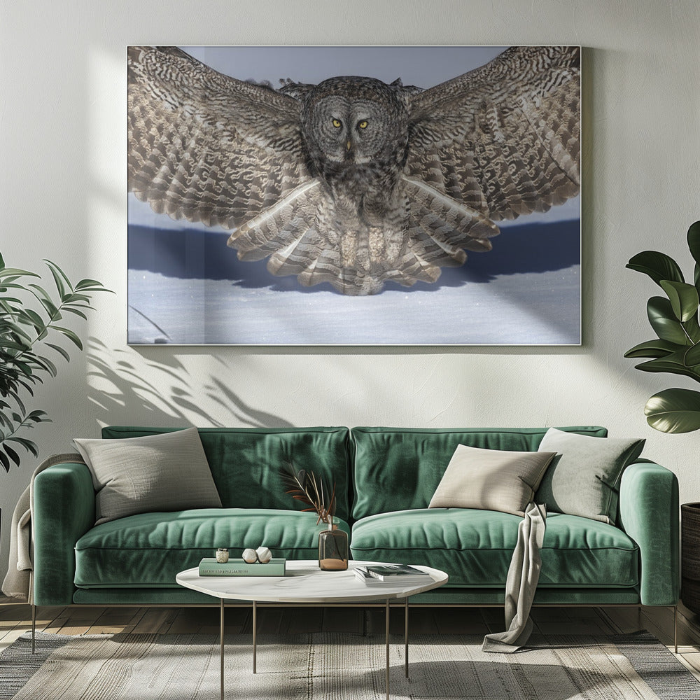 Great Grey Owl Poster
