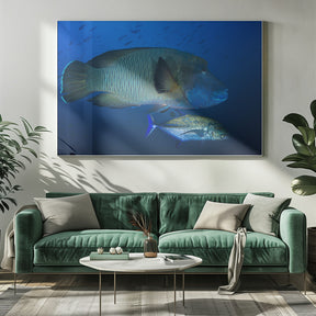 Humphead wrasse Poster