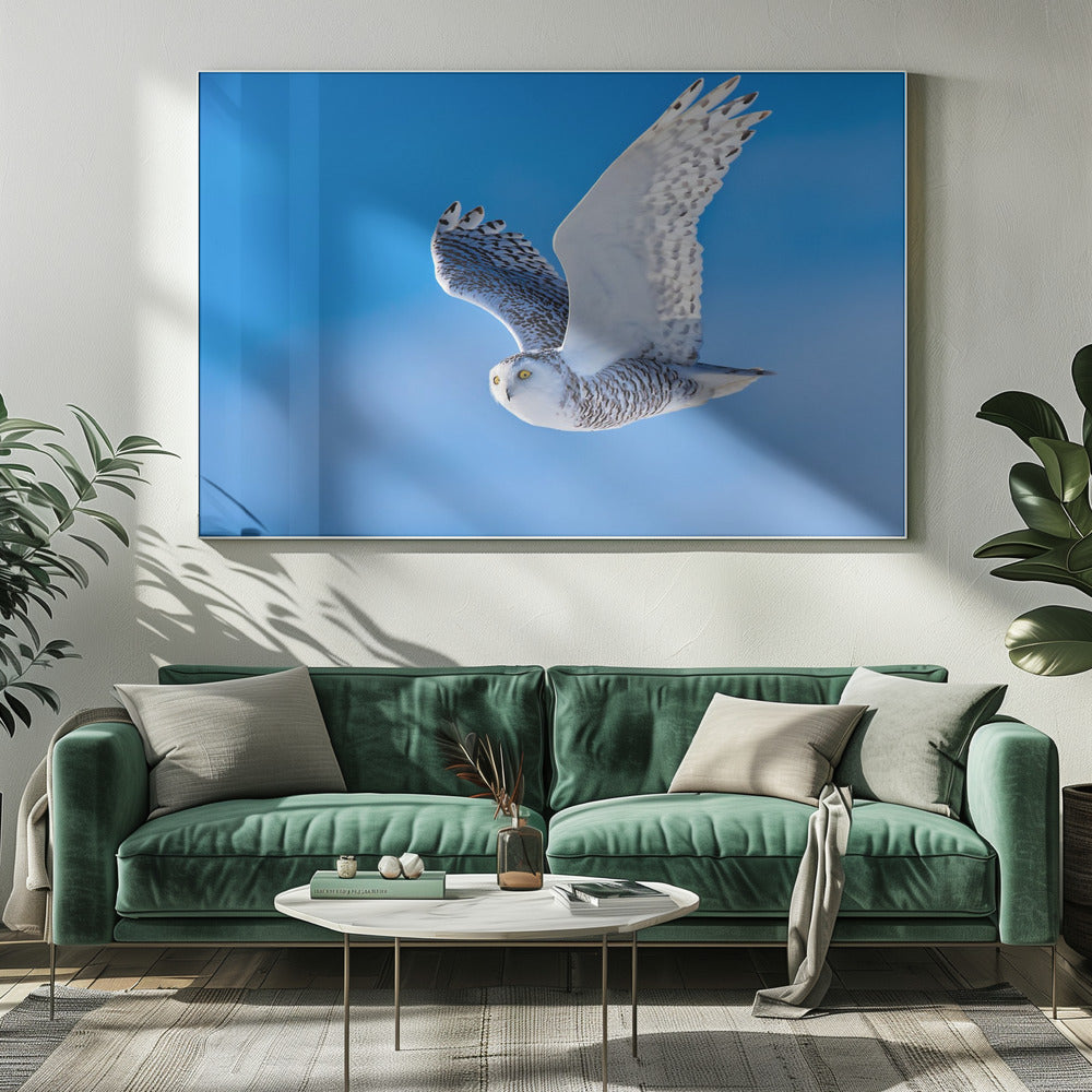 Snow Owl Poster