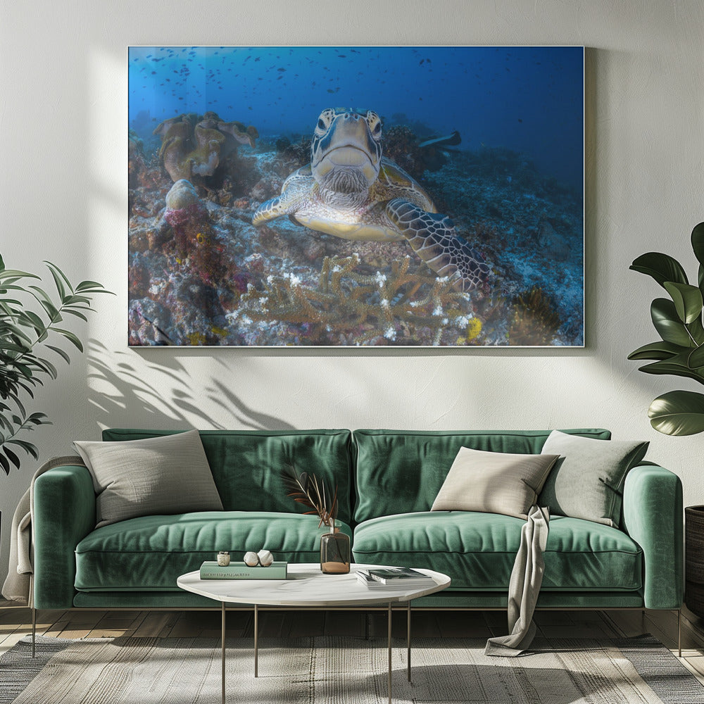 Face to face with a green turtle Poster