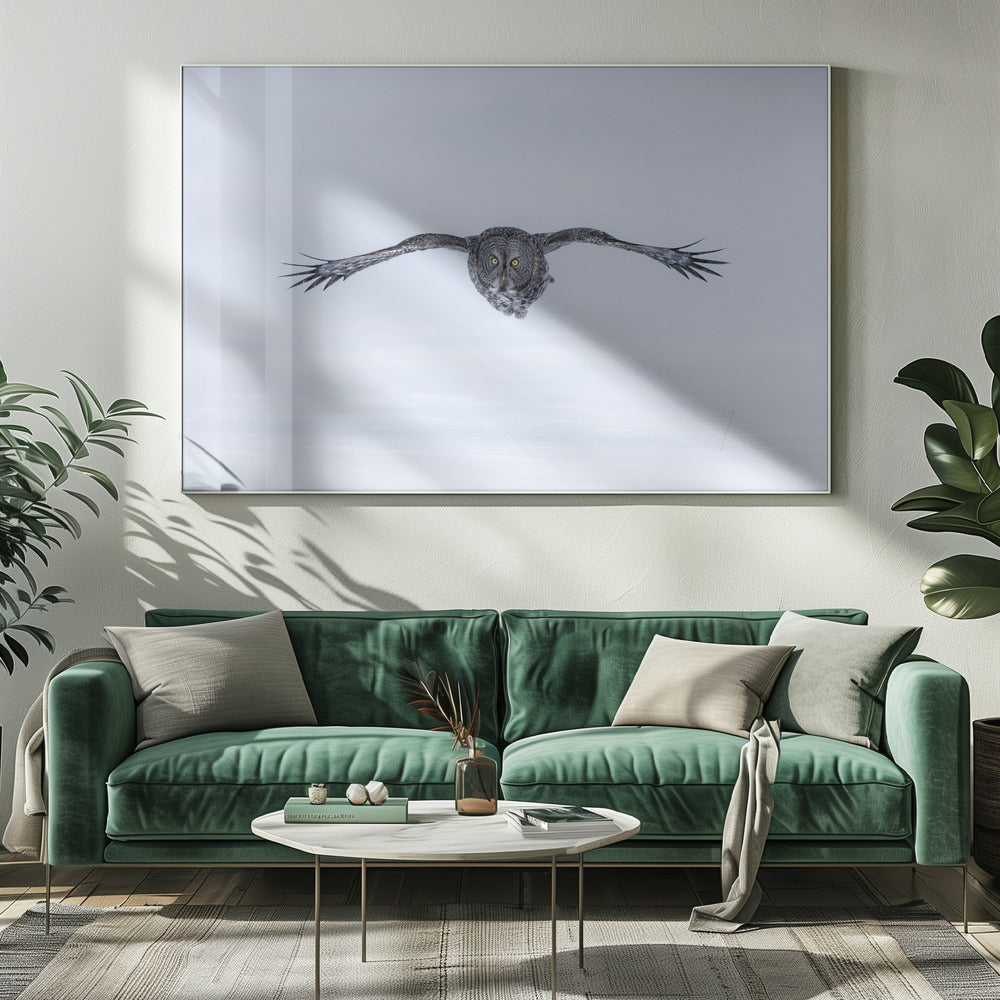Great Grey Owl in Flight Poster