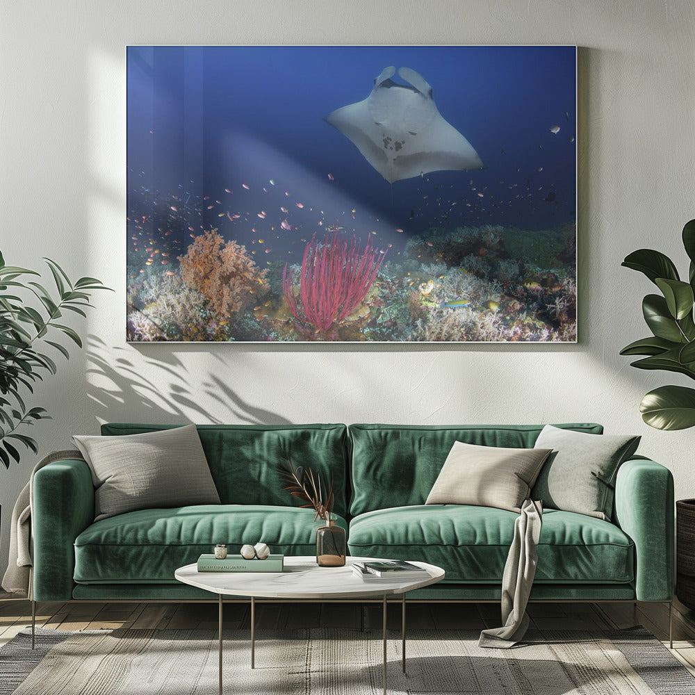 Ocean Manta Ray on the reef Poster