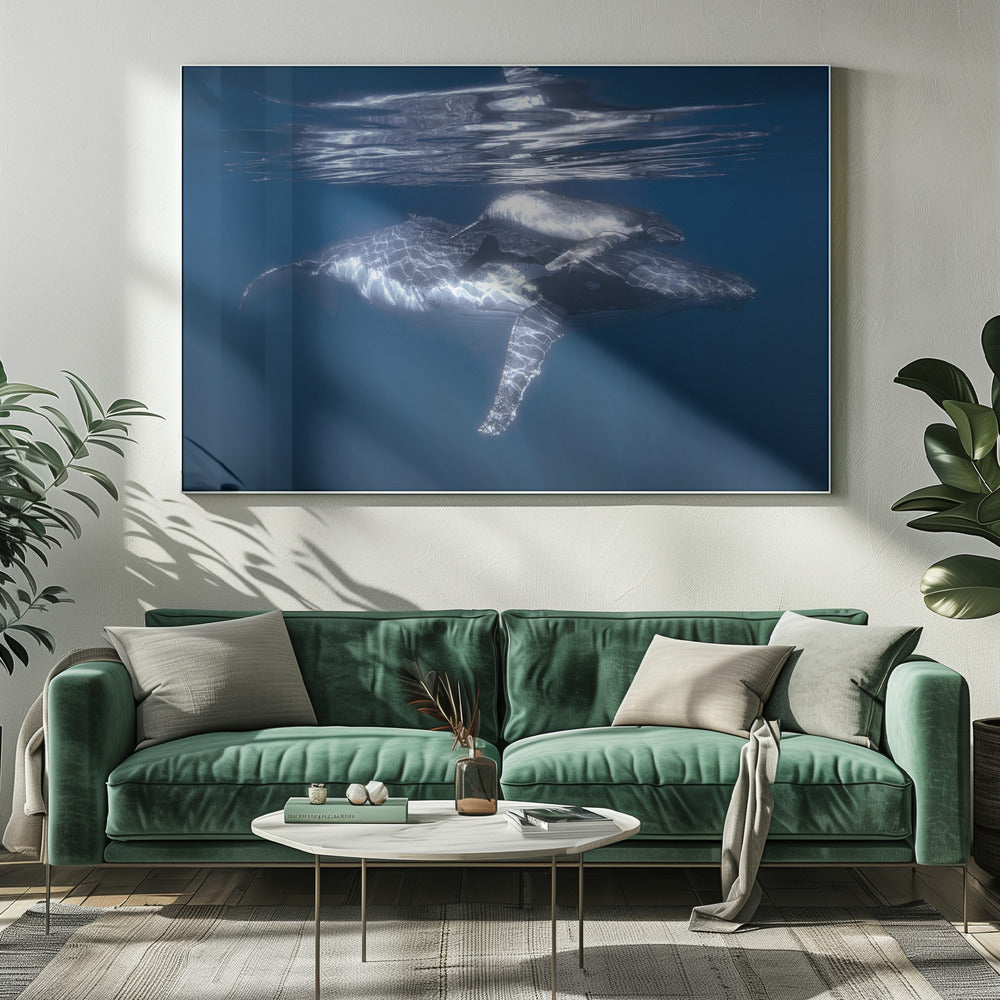 A humpback whale and its calf Poster