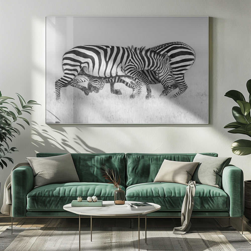 Zebra Wrestling Poster