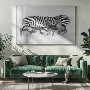 Zebra Wrestling Poster