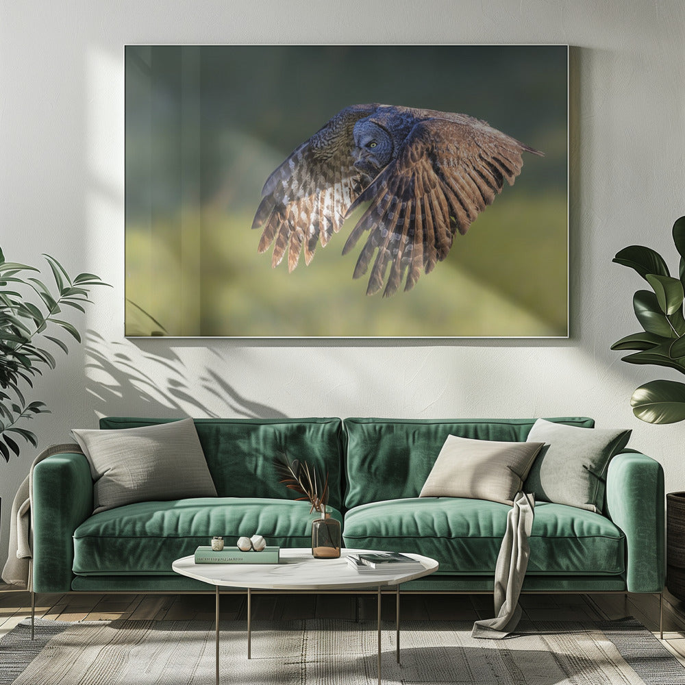 Great Grey Owl Poster