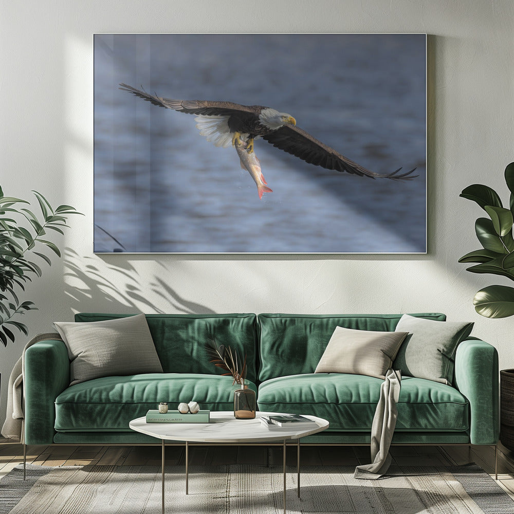 Bald Eagle Catching Fish Poster