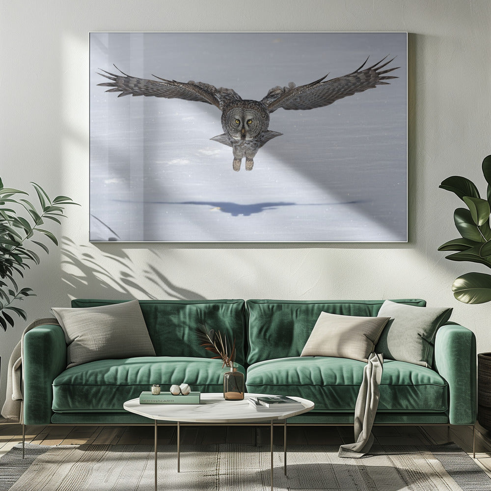 Great Grey Owl in Flight Poster