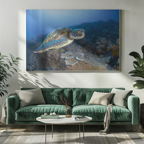 Green sea turtle from Raja Ampat Poster