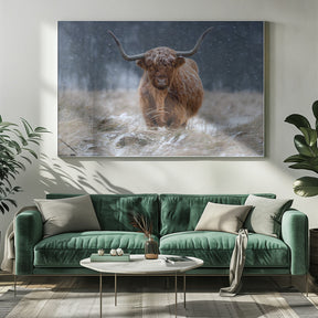 Snowy Highland cow Poster