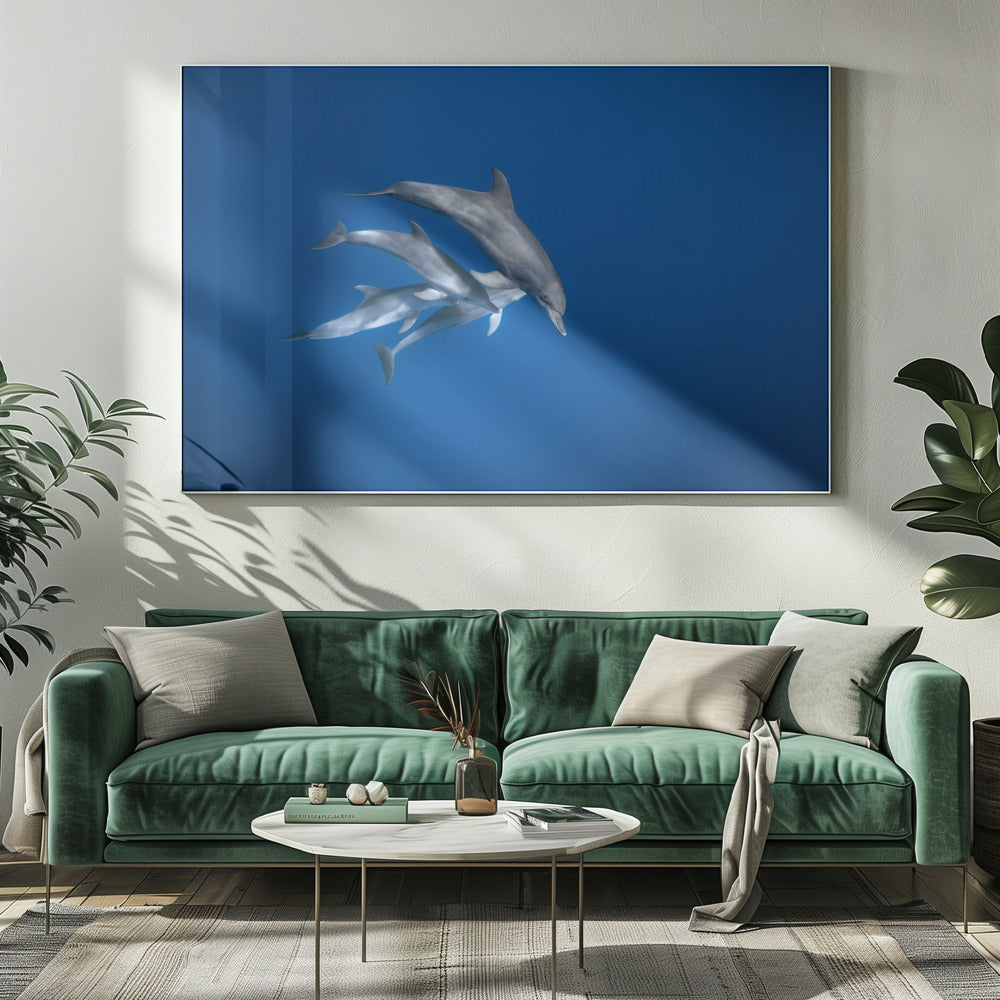 Bottlenose dolphin family Poster