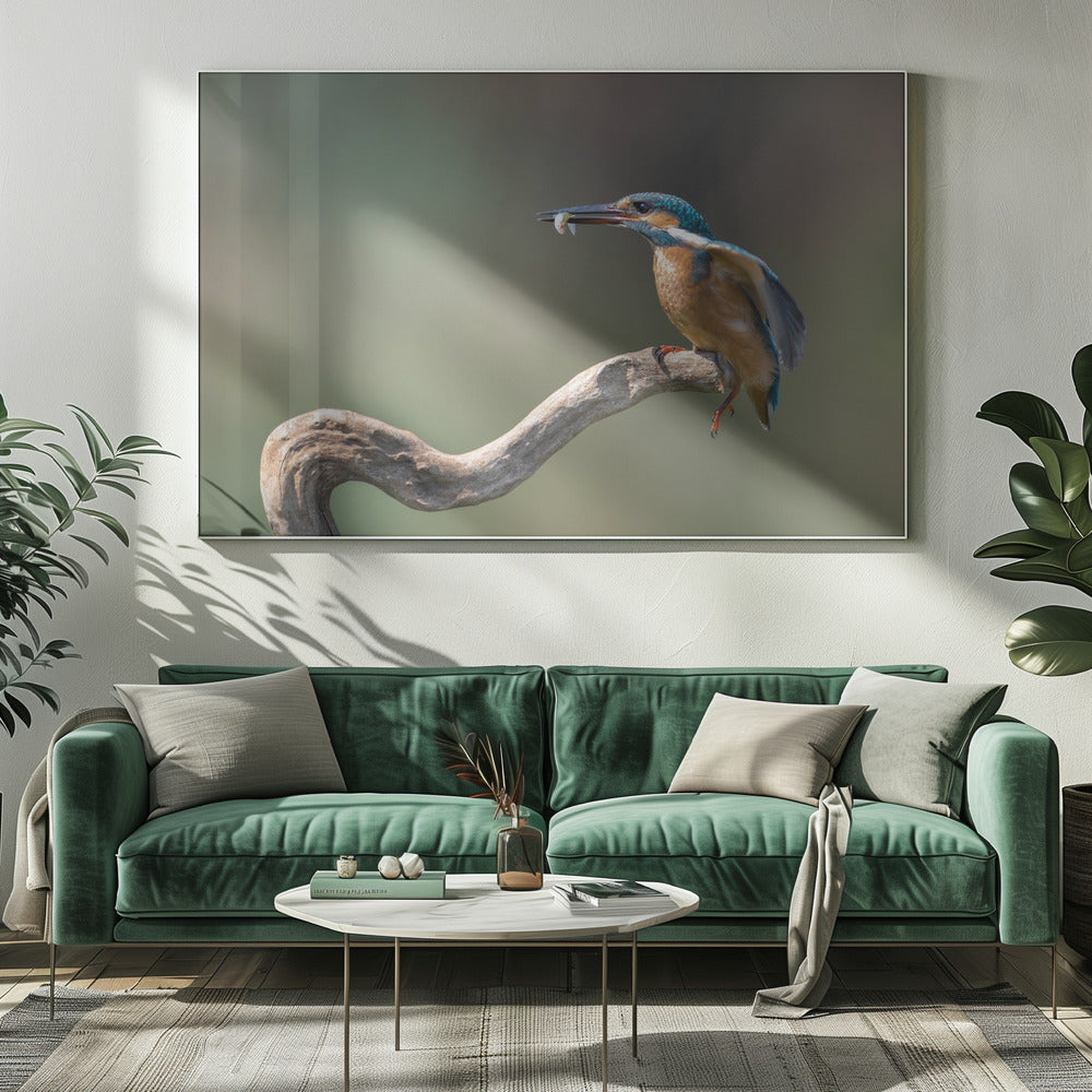 kingfisher with fish Poster