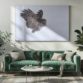 Great Grey Owl Poster