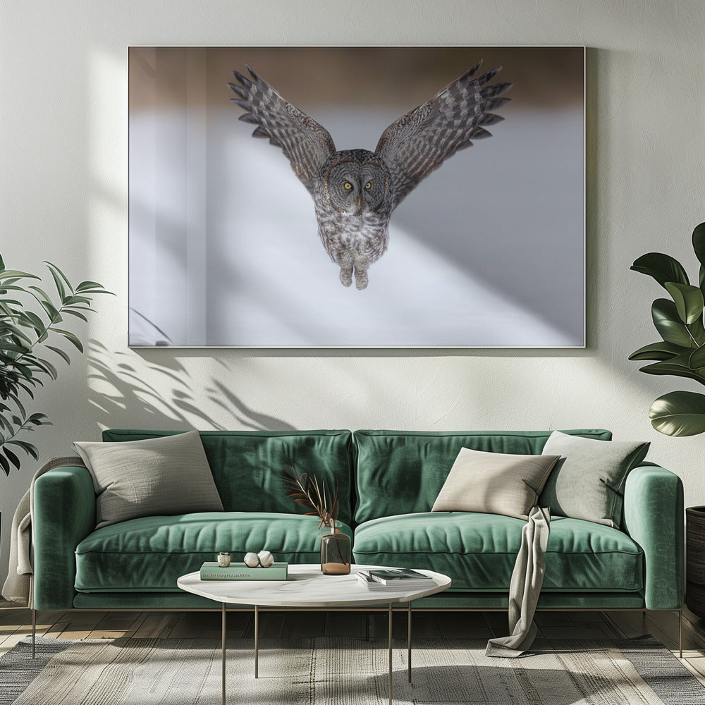 Great Grey Owl in Flight Poster