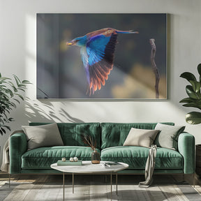 European Roller Poster