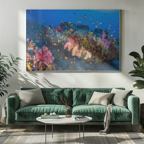 Colors of Soft Coral Poster