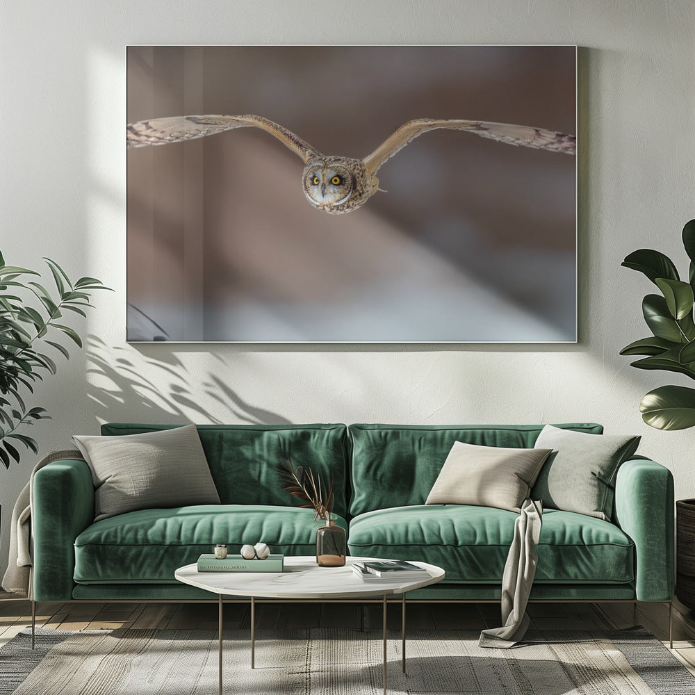 Short Ear Owl in Flight Poster