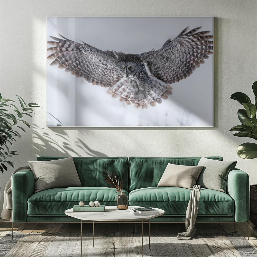 Great Grey Owl in Flight Poster