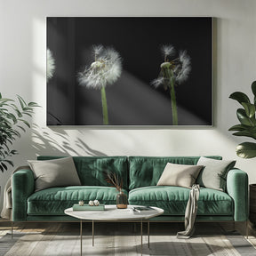 dandelion flower sequenz Poster