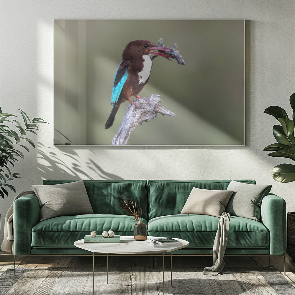 White-throated Kingfisher Poster