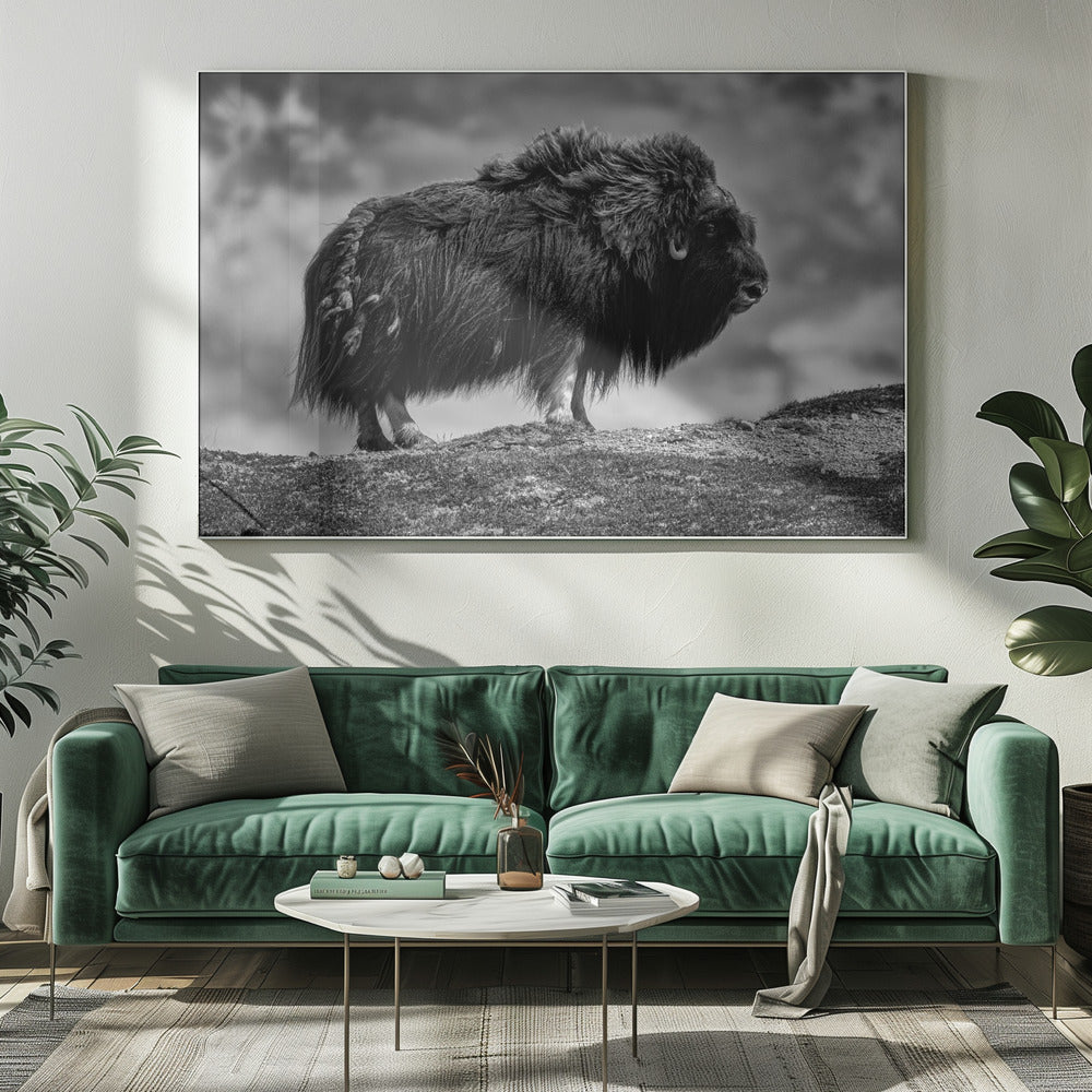 male Musk ox Poster