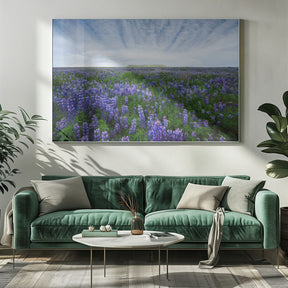 Field of Lupines Poster